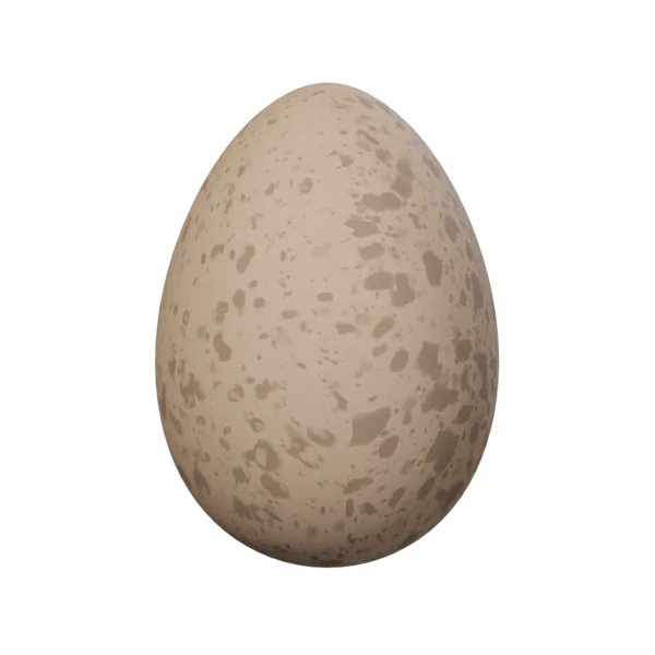 Chicken Egg