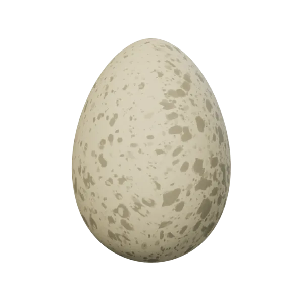 Chicken Egg