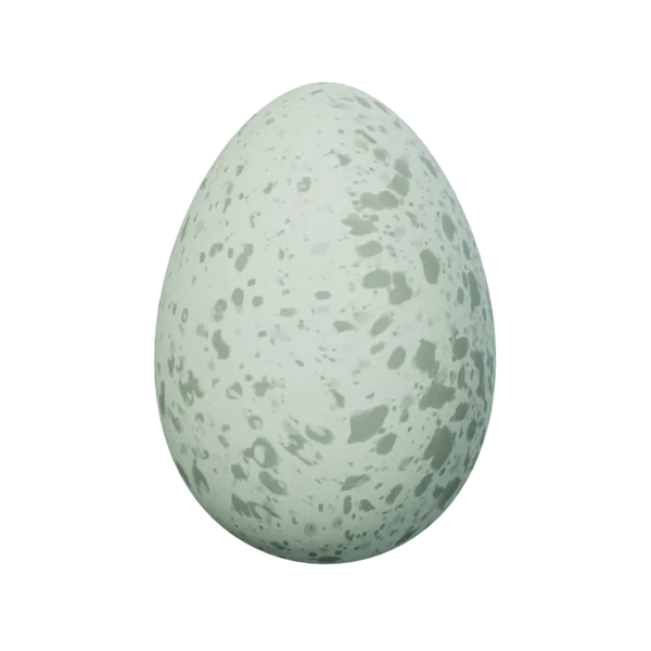 Chicken Egg