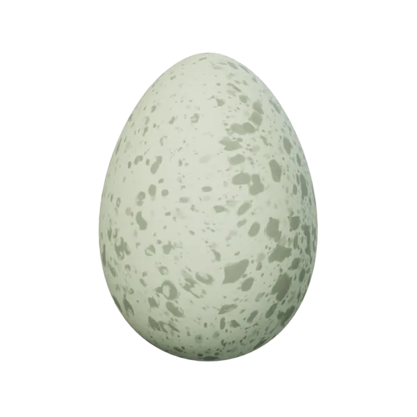 Chicken Egg