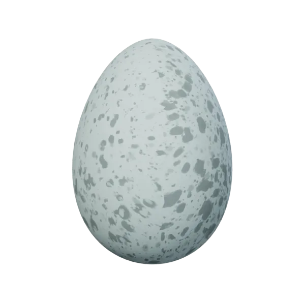 Chicken Egg