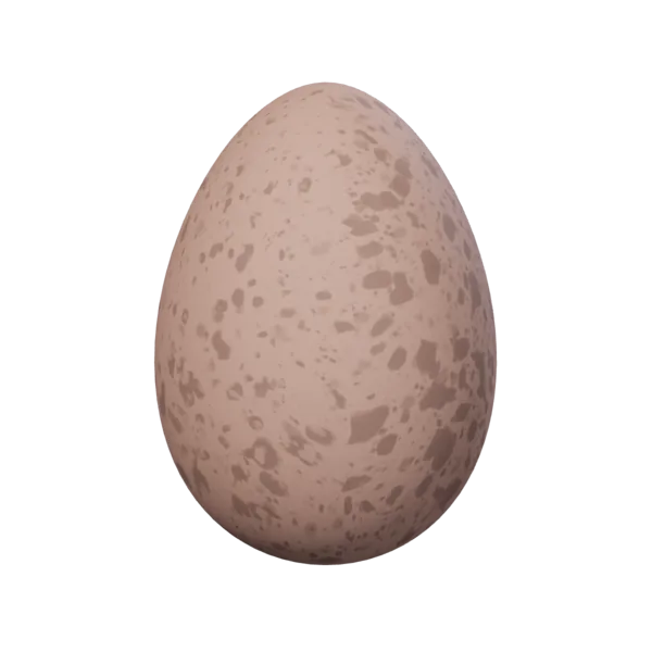 Chicken Egg