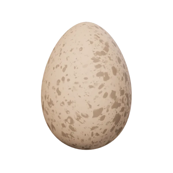 Chicken Egg