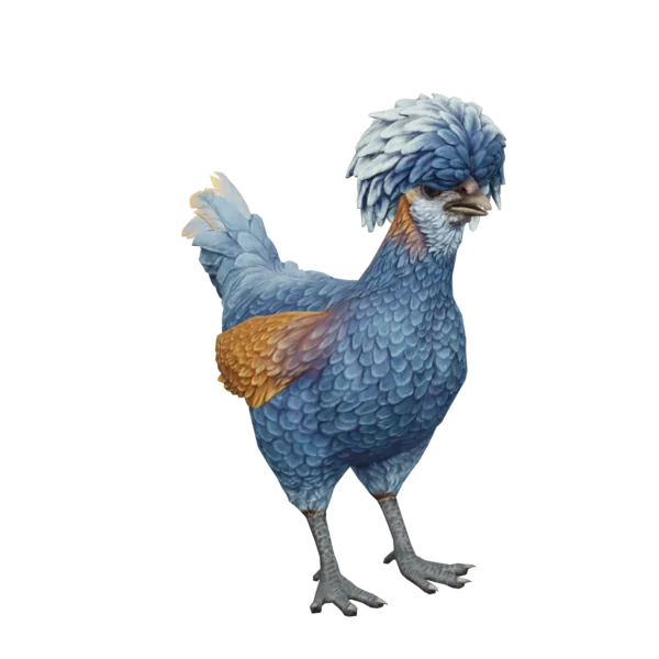 Hen