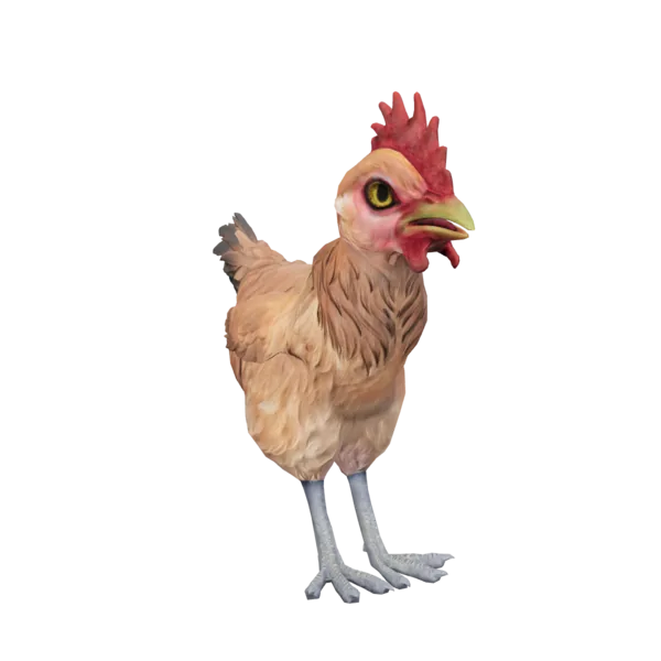 Pullet